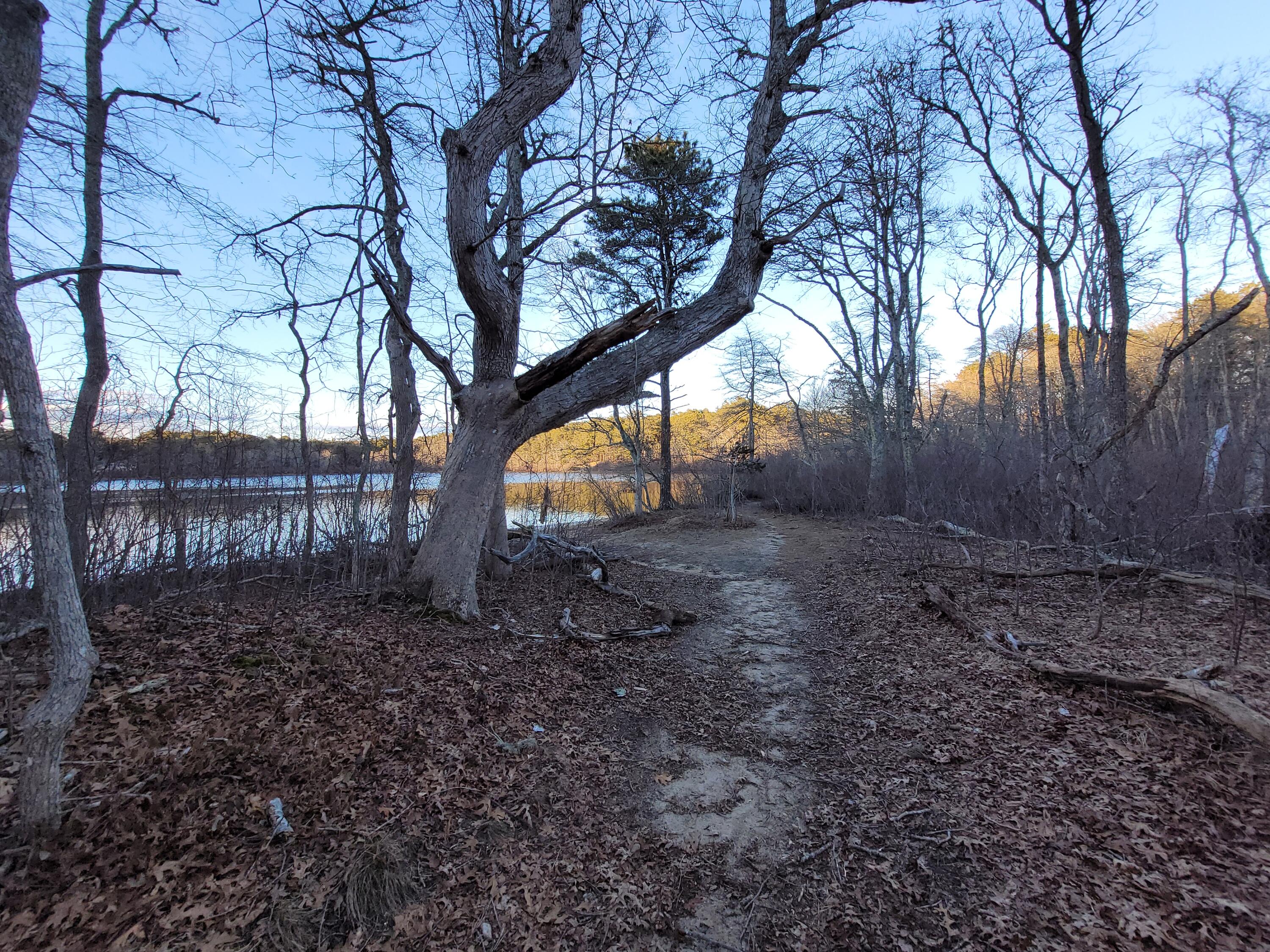 14 South Yarmouth Road Dennis, MA 02638 - Photo 45 of 46 Path to pond