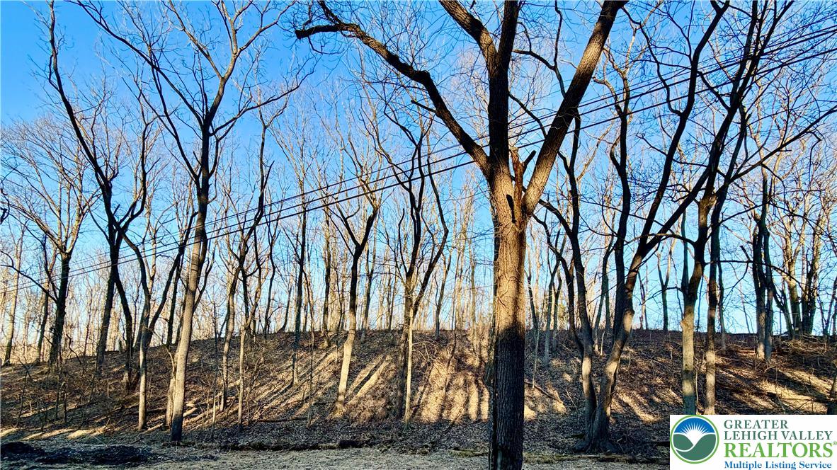 a view of a yard with trees