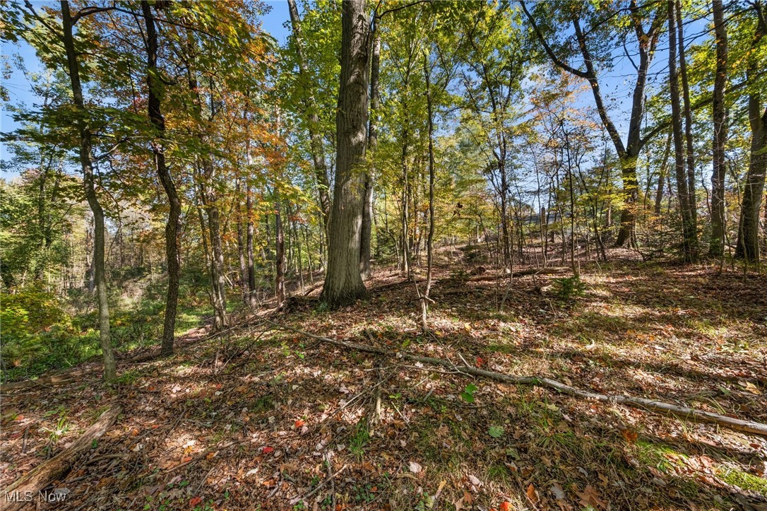 West Comet Road Clinton, OH 44216 - Photo 4 of 26 View of nature