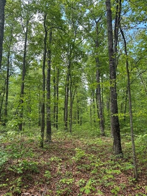 142 Cole Road Deer Lodge, TN 37726 - Photo 21 of 77 24