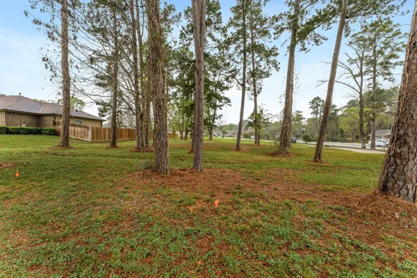 a view of a trees in a park