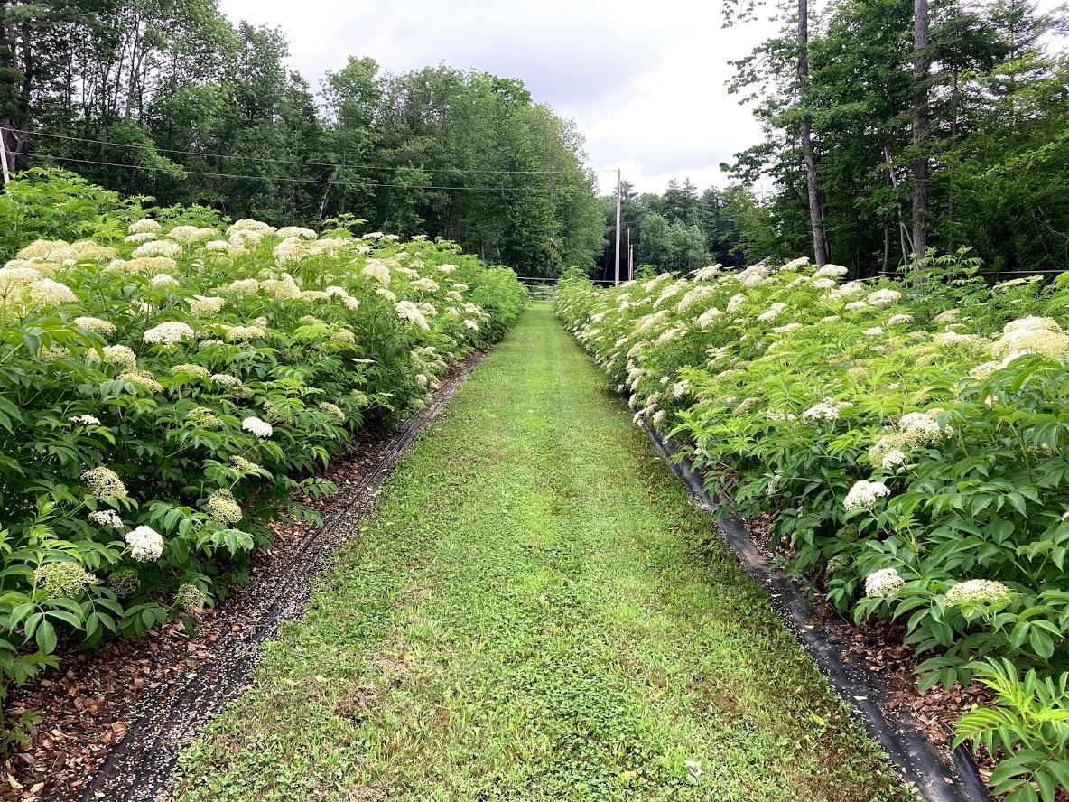 194 Bartlett Road Belgrade, ME 04917 - Photo 21 of 24 Dominic2
