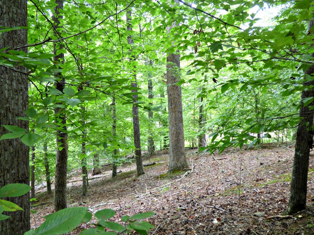 0 Woods Ridge Road Dandridge, TN 37725 - Photo 23 of 25 Gallery Image 23