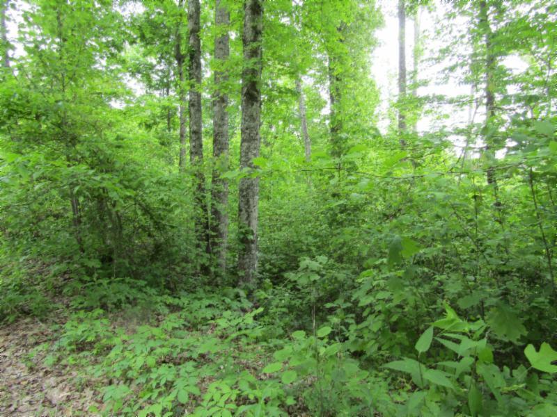 Lot 3 Red Oak Ridge Road Celina, TN 38551 - Photo 11 of 20 05122020 036