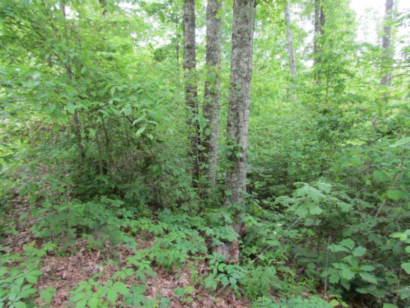 Lot 3 Red Oak Ridge Road Celina, TN 38551 - Photo 12 of 20 05122020 037
