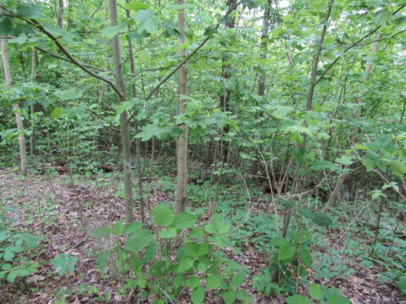 Lot 3 Red Oak Ridge Road Celina, TN 38551 - Photo 8 of 20 05122020 029