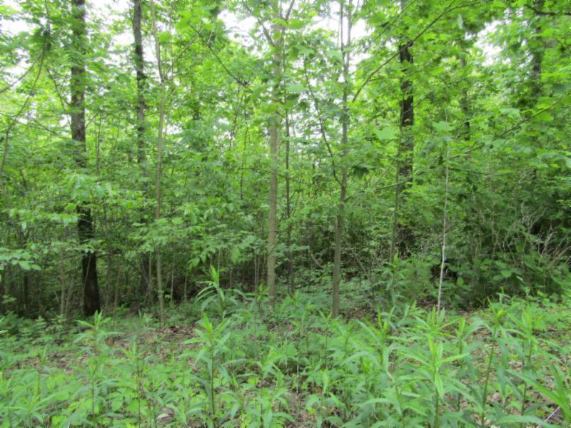 Lot 3 Red Oak Ridge Road Celina, TN 38551 - Photo 10 of 20 05122020 031