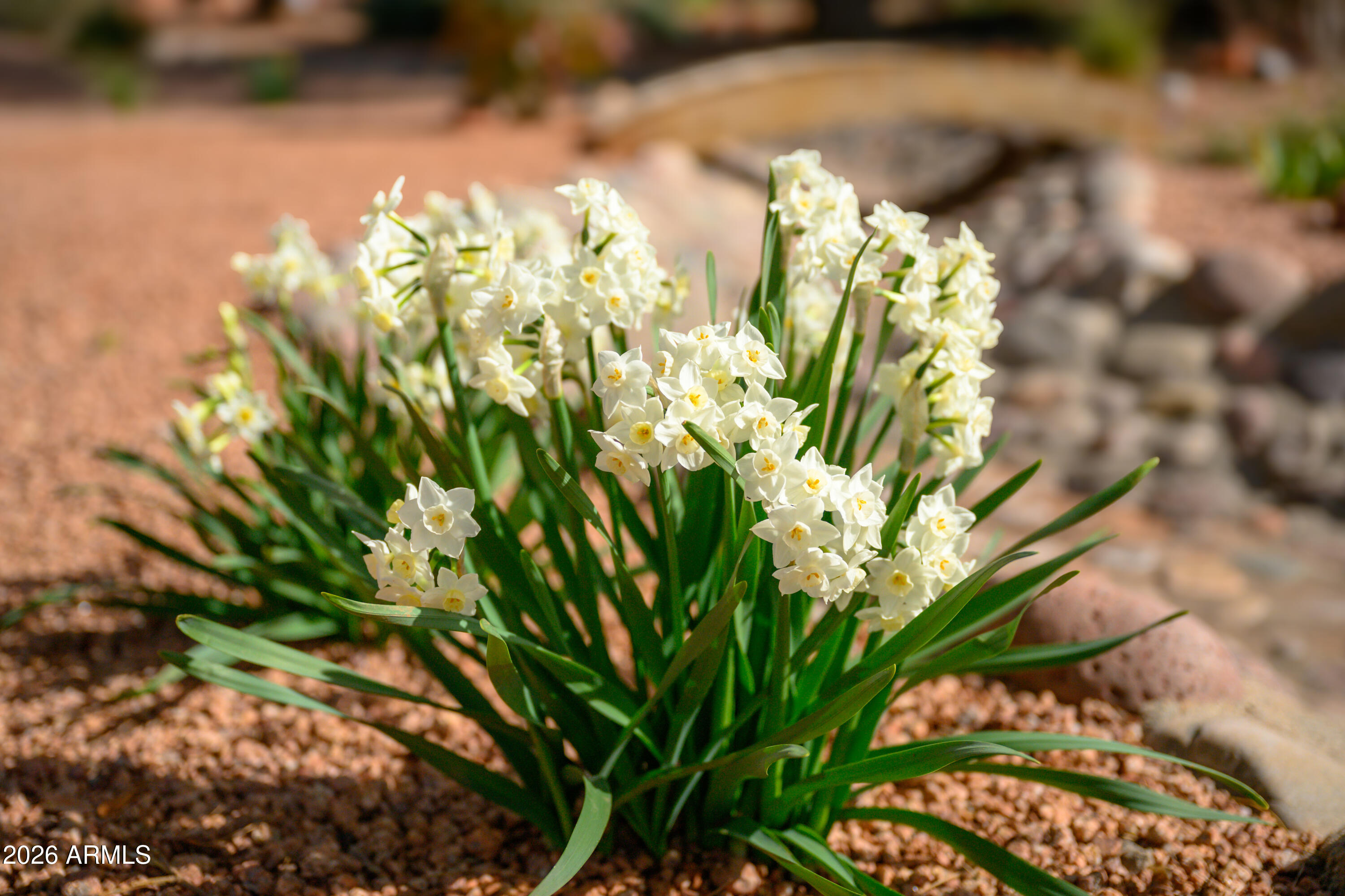 190 Creek Rock Road Sedona, AZ 86351 - Photo 33 of 41 a close up of a flower