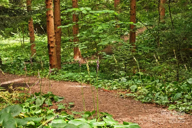 a backyard of a house with lots of green space