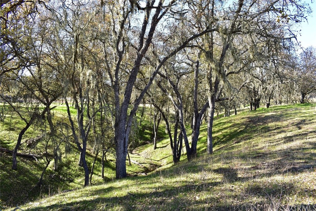 1515 Gateway Drive Paso Robles, CA 93446 - Photo 9 of 24 a view of a trees with a yard