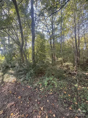 a view of a forest with trees