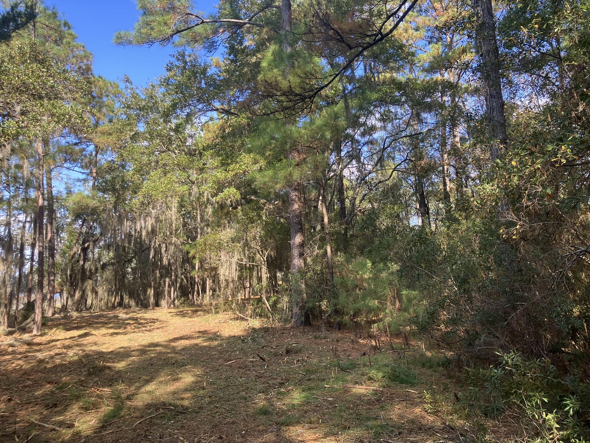 Lot 35 Josie Ridge Wadmalaw Island, SC 29487 - Photo 15 of 19 IMG_7105
