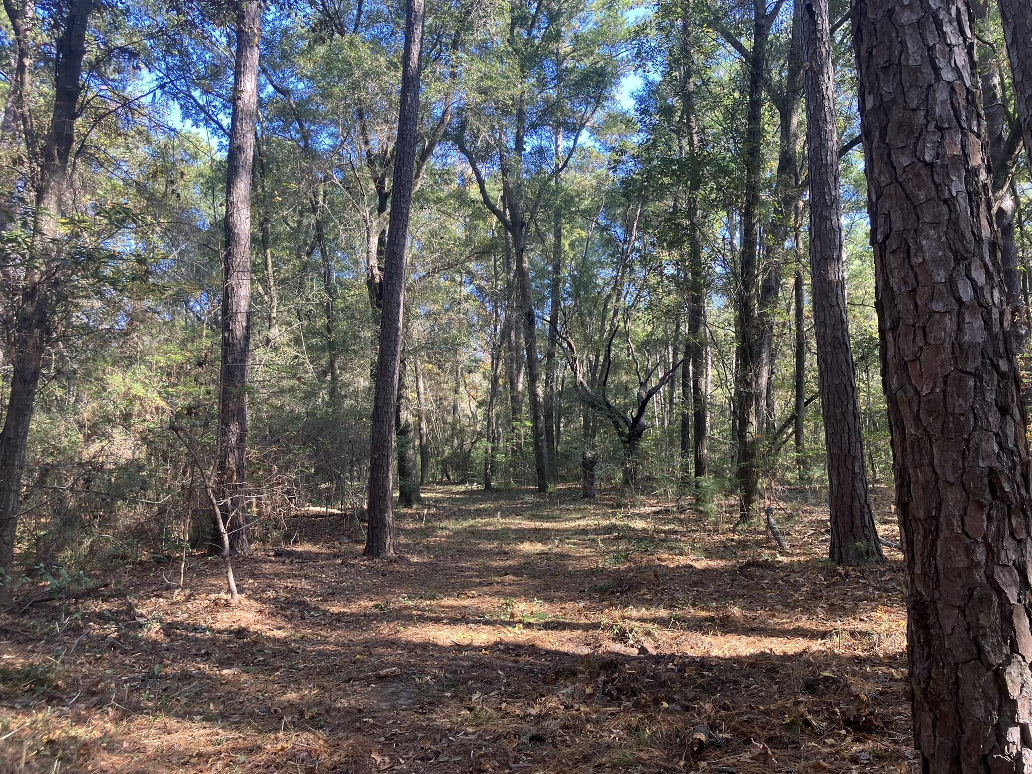 Lot 35 Josie Ridge Wadmalaw Island, SC 29487 - Photo 10 of 19 IMG_7071