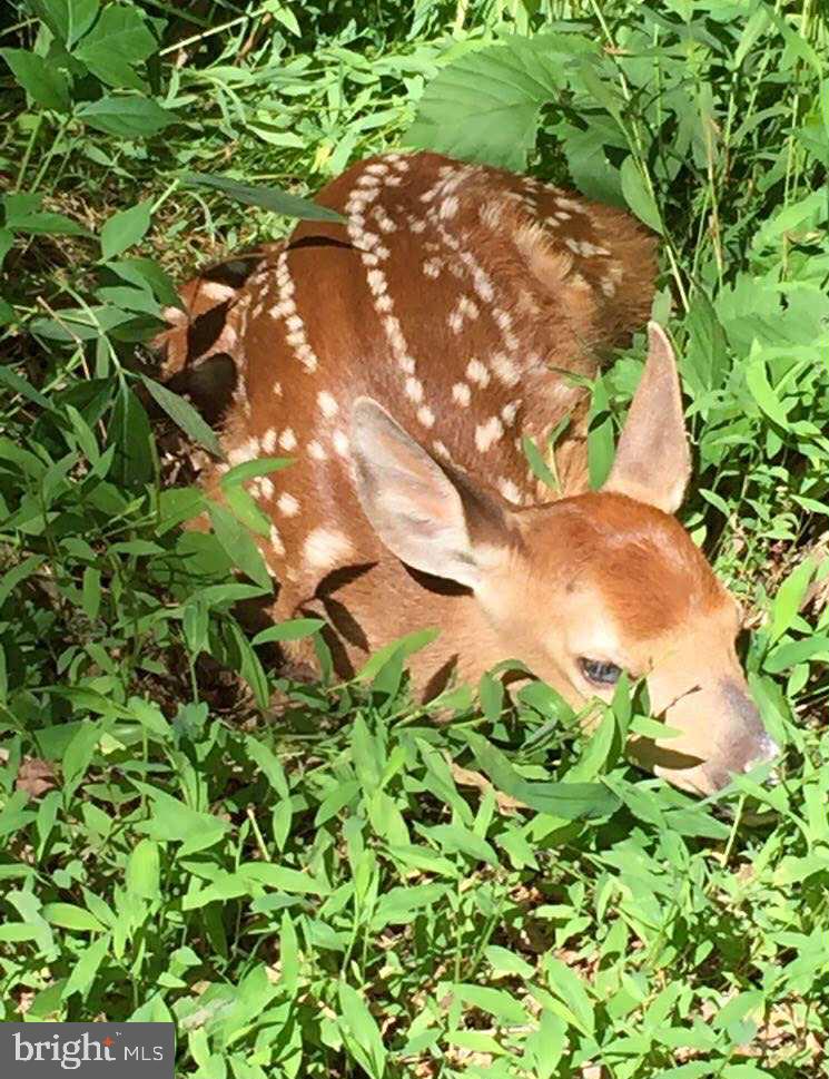 3837 Graces Cabin Road Springfield, WV 26757 - Photo 52 of 75