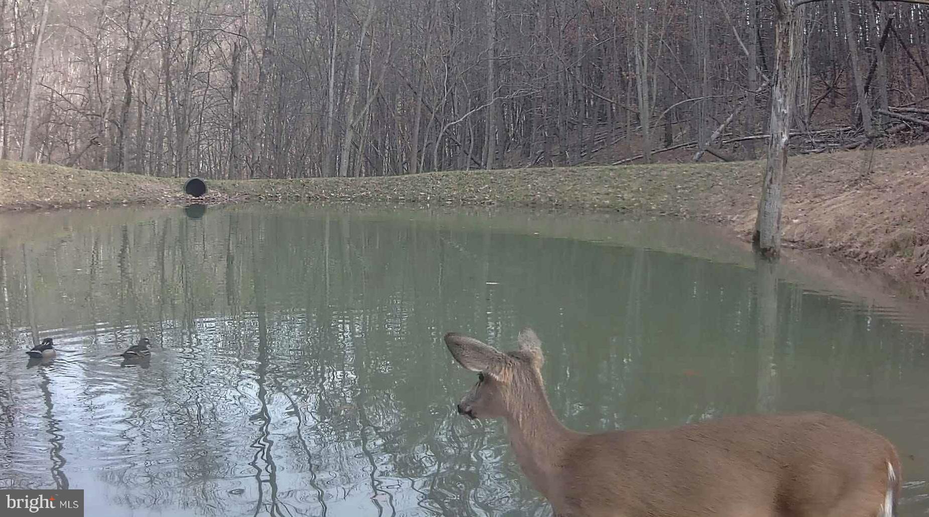 3837 Graces Cabin Road Springfield, WV 26757 - Photo 56 of 75