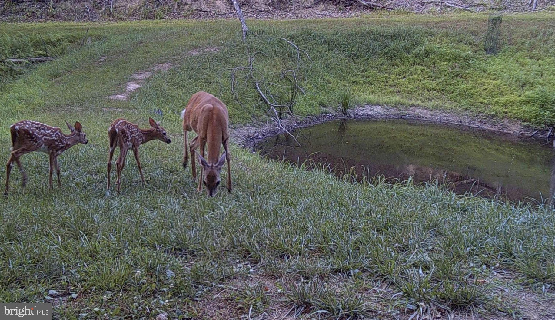 3837 Graces Cabin Road Springfield, WV 26757 - Photo 65 of 75