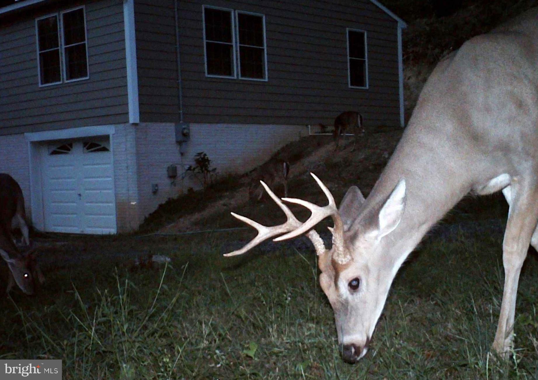 3837 Graces Cabin Road Springfield, WV 26757 - Photo 70 of 75