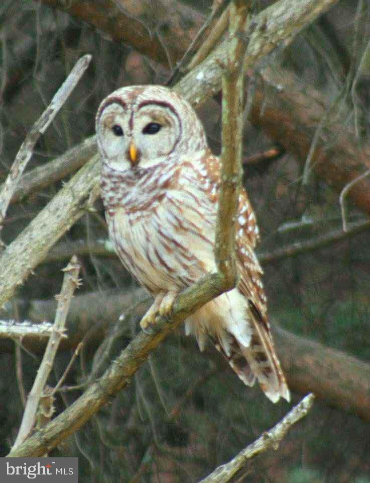 3837 Graces Cabin Road Springfield, WV 26757 - Photo 75 of 75