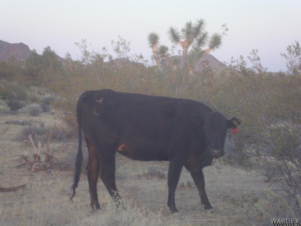 3386 Doc Holliday Road Yucca, AZ 86438 - Photo 18 of 18