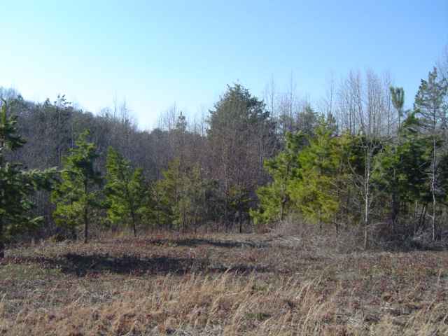 11.70-acres Melton Road Liberty, SC 29657 - Photo 5 of 8