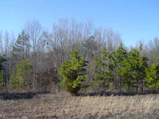 11.70-acres Melton Road Liberty, SC 29657 - Photo 6 of 8