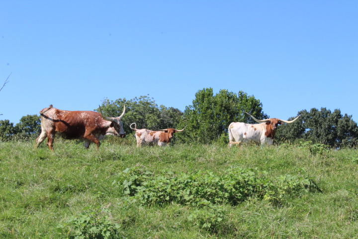 859 Rumbo Road Jamestown, KY 42629 - Photo 169 of 186 169