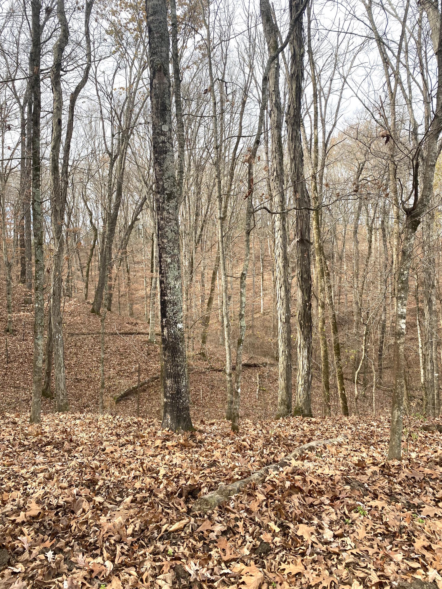 0 Bewley Road Mosheim, TN 37818 - Photo 8 of 15 IMG-0207