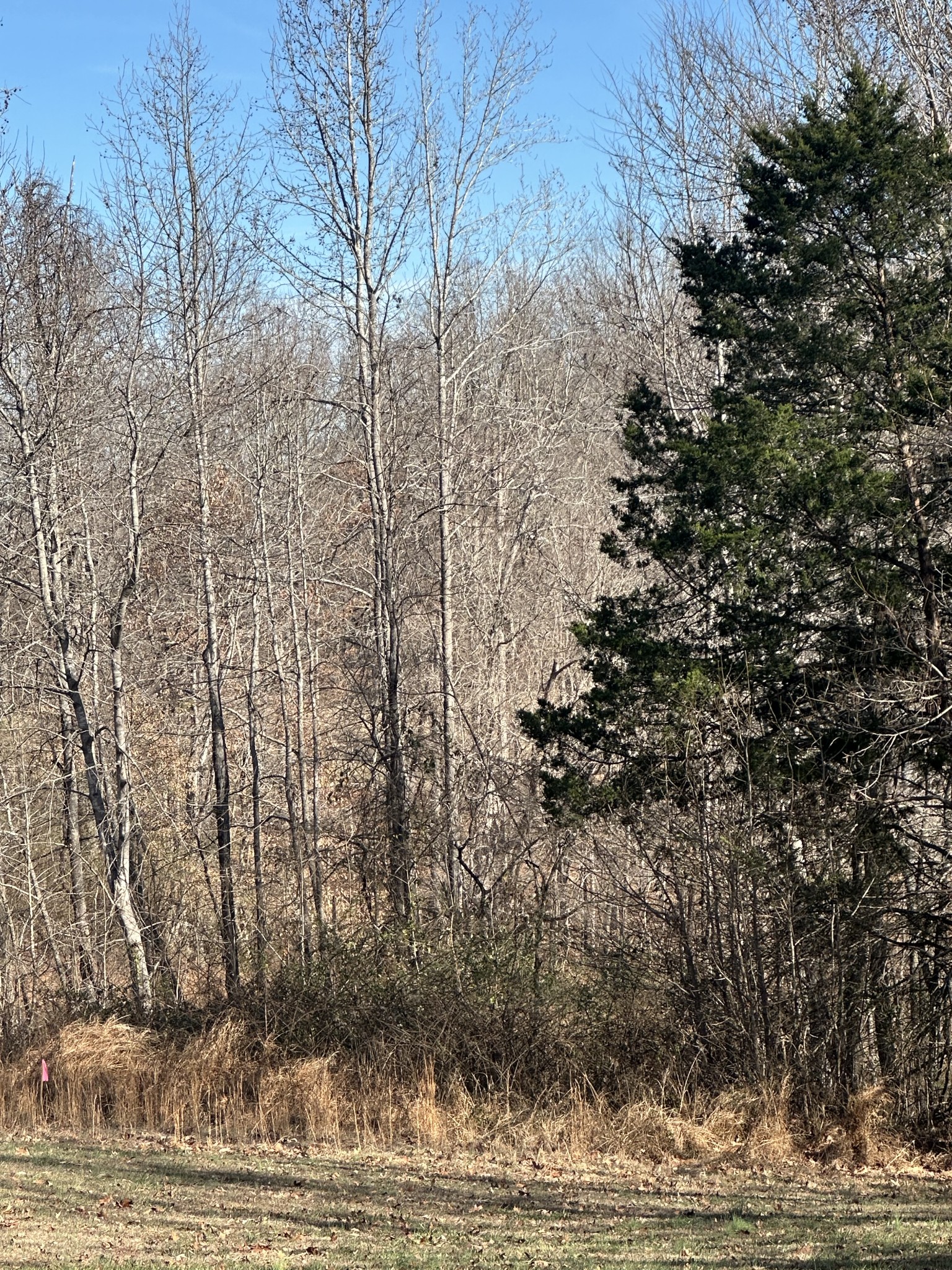 0 York Landing Road Woodlawn, TN 37191 - Photo 4 of 6 a view of a yard