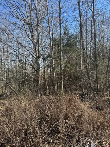 a view of a forest with trees in the background