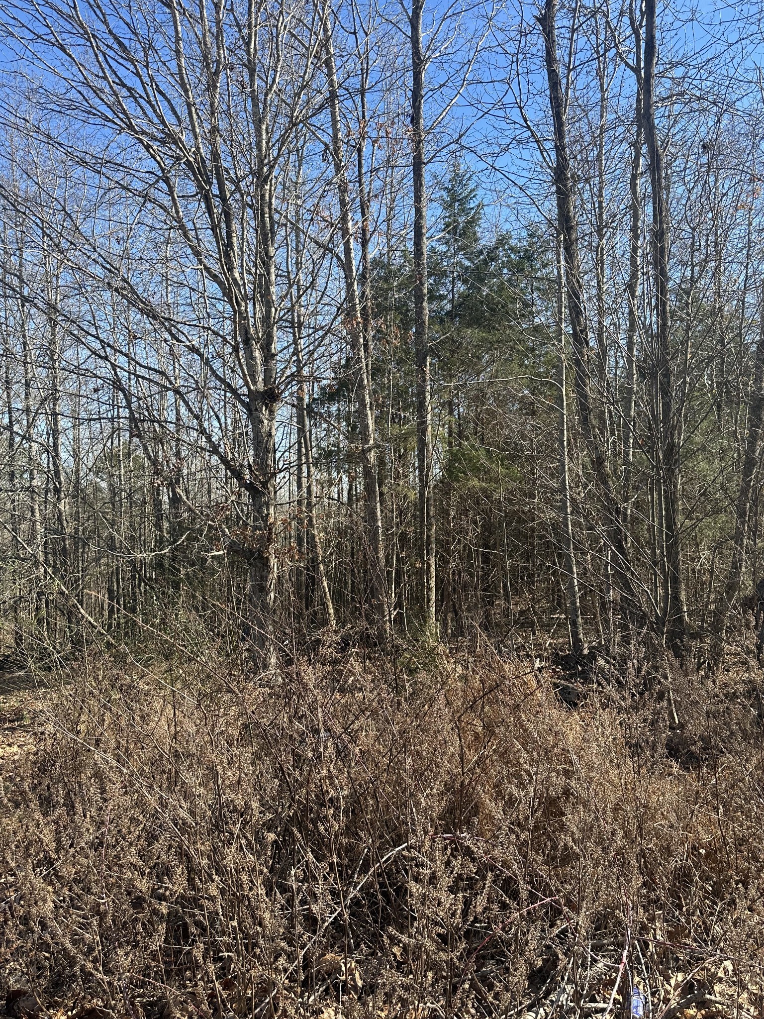 0 York Landing Road Woodlawn, TN 37191 - Photo 5 of 6 a view of a forest with trees in the background