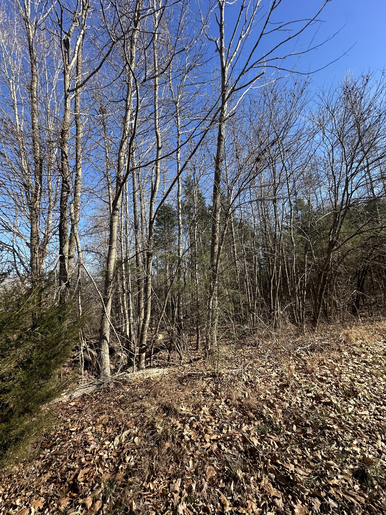 0 York Landing Road Woodlawn, TN 37191 - Photo 7 of 7 a backyard of a house with lots of green space