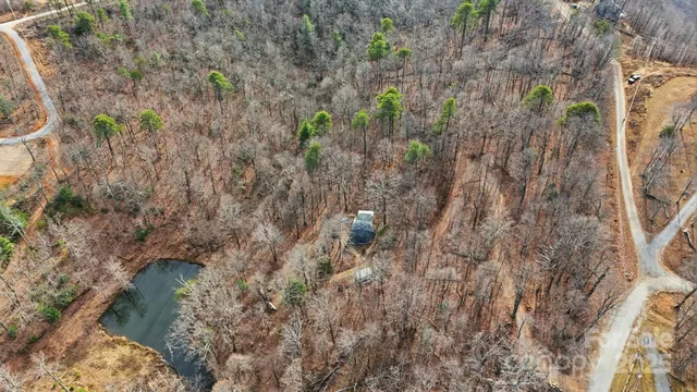 a view of a forest with a tree