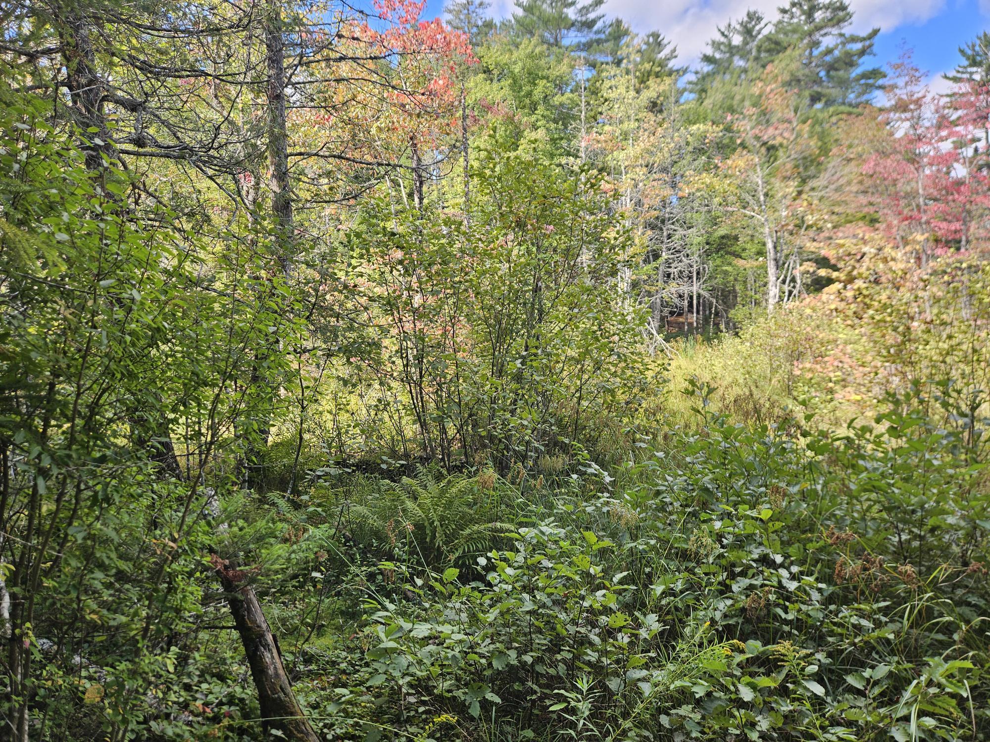 24 Howard Siding Lane Abbot, ME 04406 - Photo 13 of 44 20250908_105951