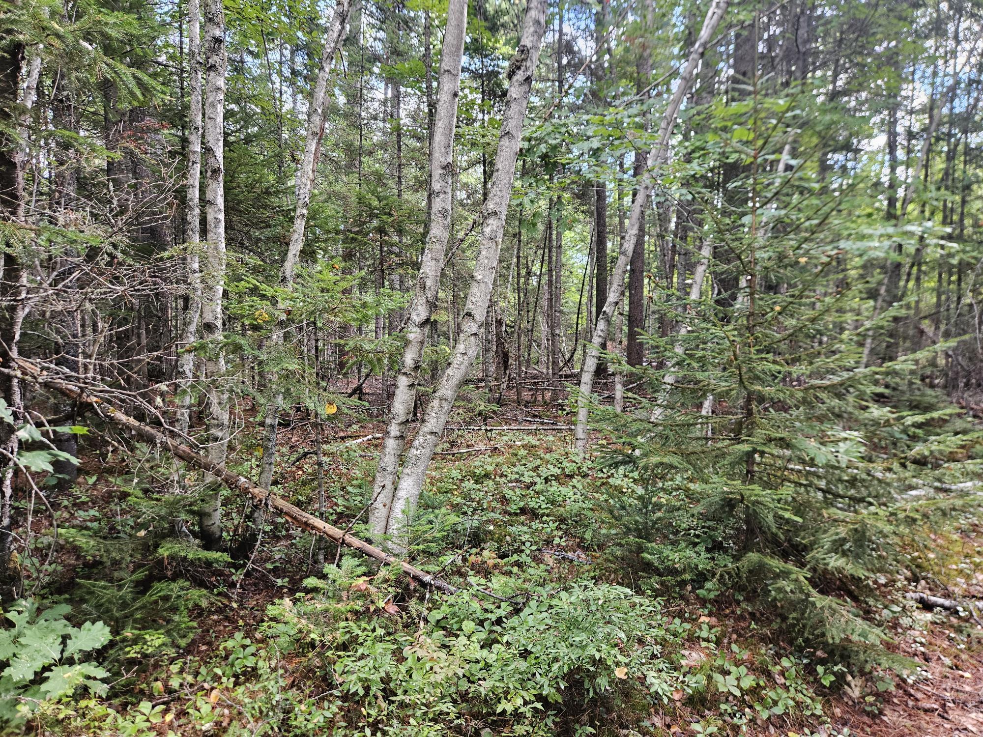 24 Howard Siding Lane Abbot, ME 04406 - Photo 19 of 44 20250908_110048