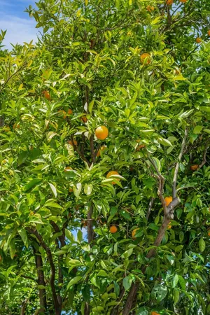 $3,288,000 | 18967 Palo Oaks Court, Saratoga, CA 95070