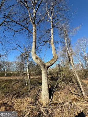 a view of a yard with large trees