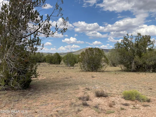 a view of dirt yard with a large tree
