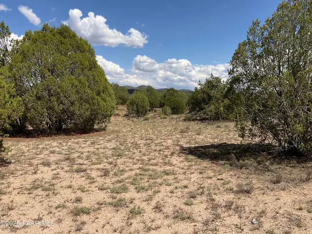 a view of a dry yard with trees