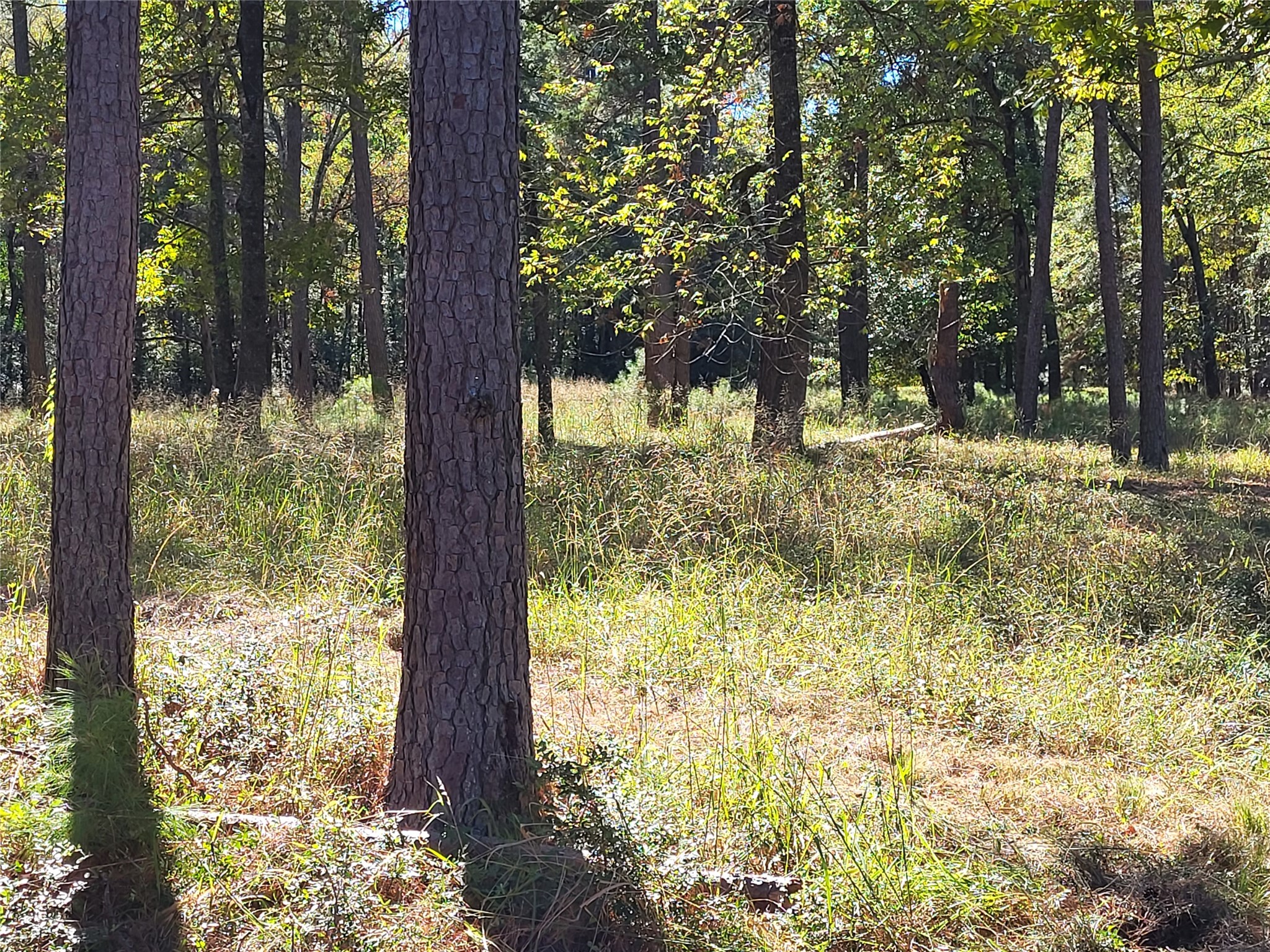 500 South Pine Lake Road Montgomery, TX 77316 - Photo 12 of 38 a view of a yard with large trees