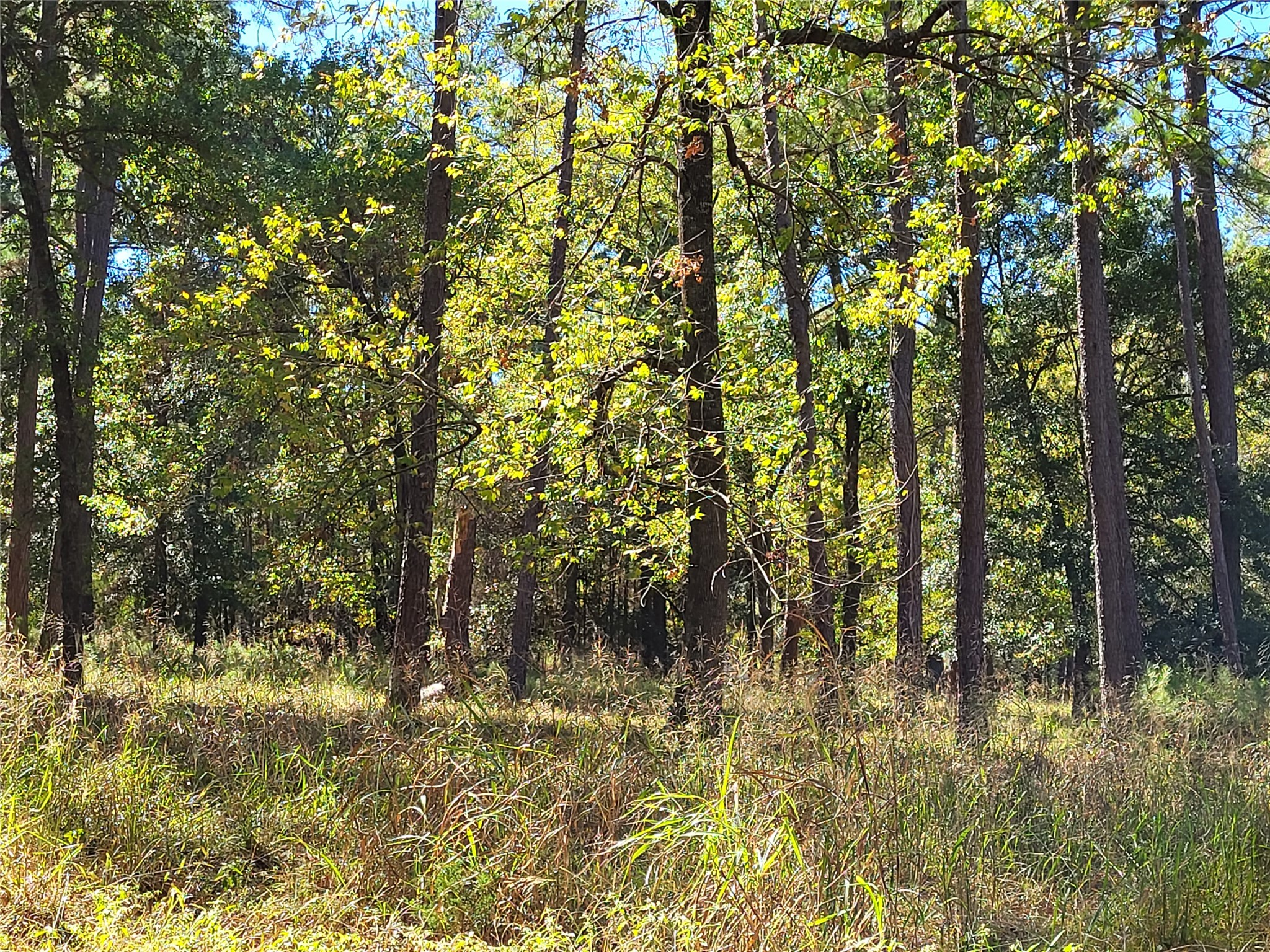 500 South Pine Lake Road Montgomery, TX 77316 - Photo 16 of 38 a view of forest
