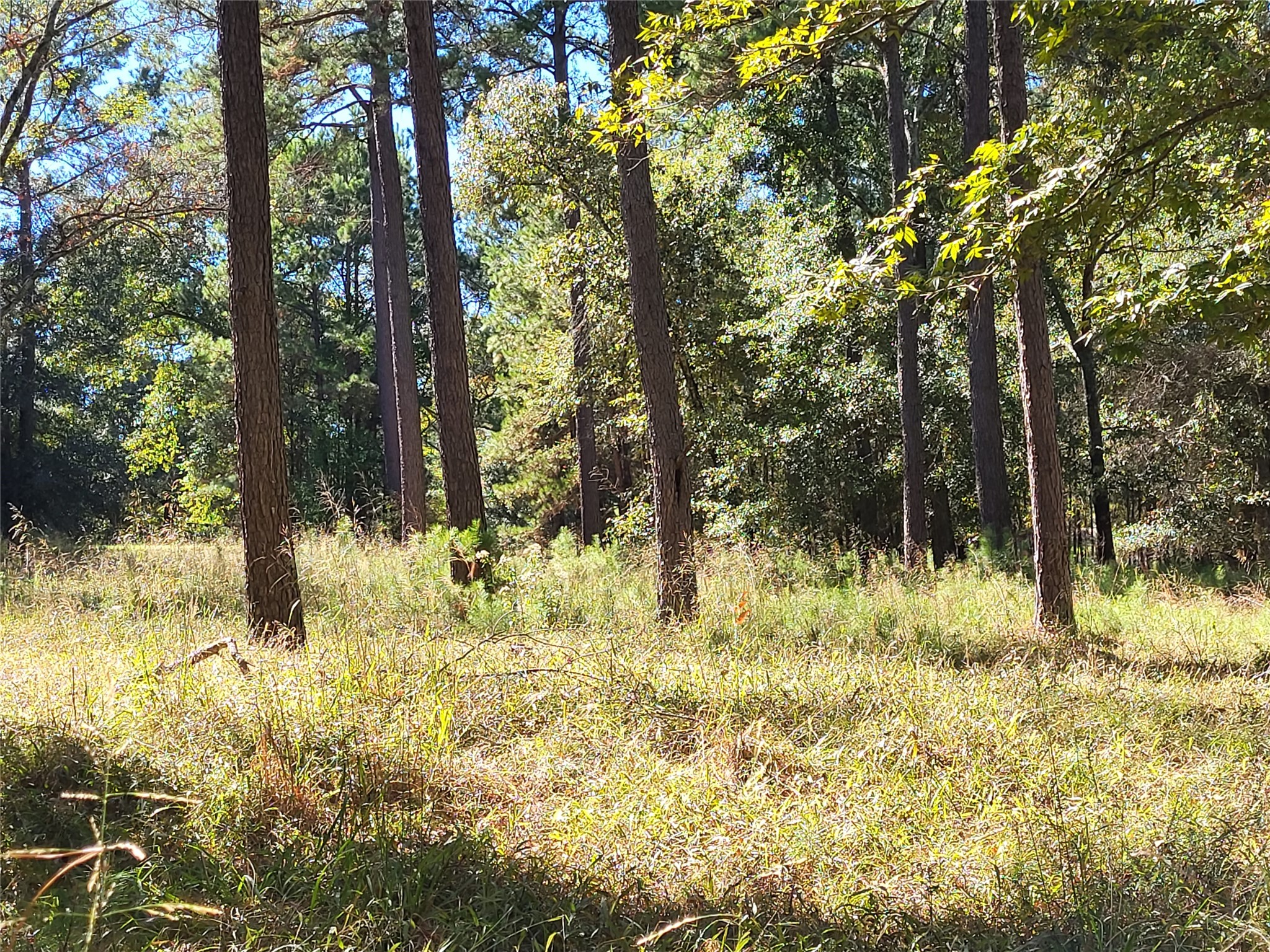 500 South Pine Lake Road Montgomery, TX 77316 - Photo 17 of 38 a view of a yard with large trees