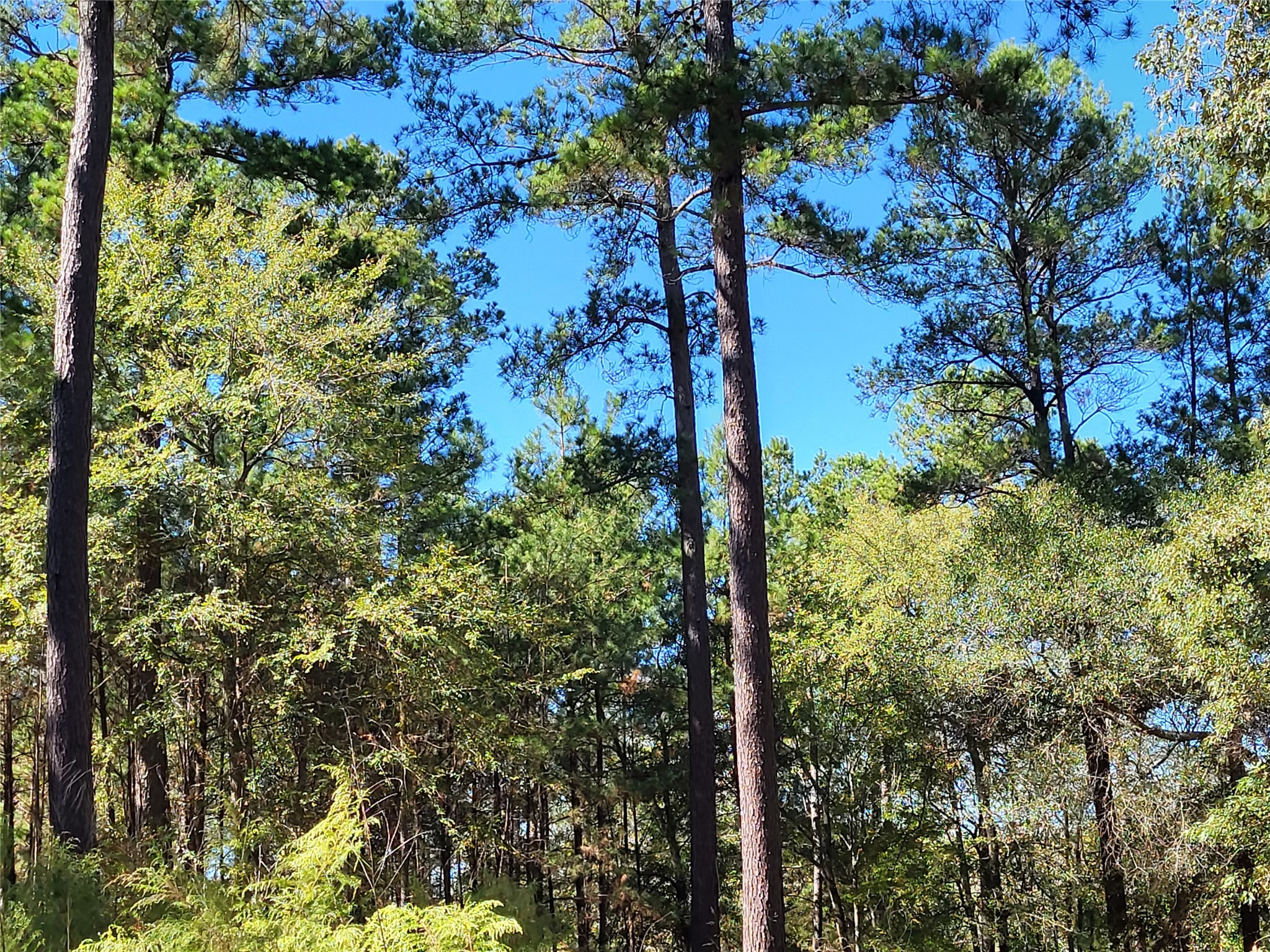 500 South Pine Lake Road Montgomery, TX 77316 - Photo 18 of 38 a view of a tree in a forest
