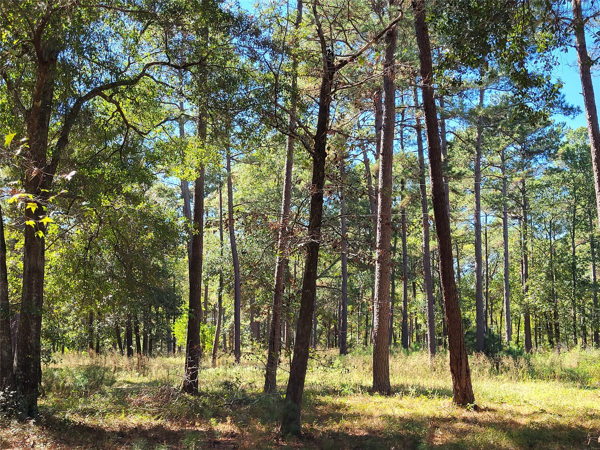 500 South Pine Lake Road Montgomery, TX 77316 - Photo 25 of 38 a view of a forest filled with trees
