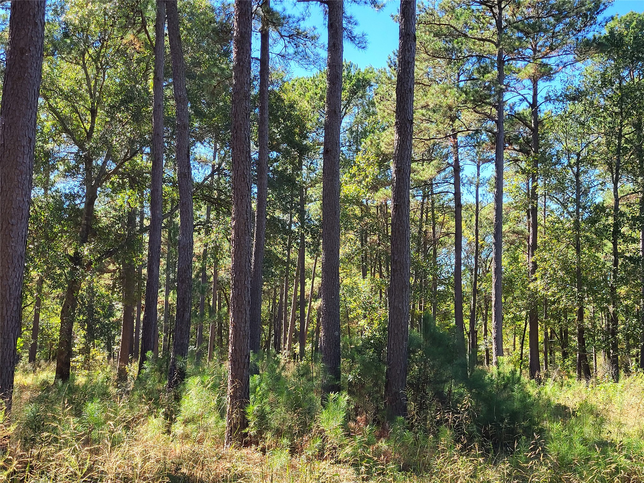 500 South Pine Lake Road Montgomery, TX 77316 - Photo 27 of 38 a view of forest