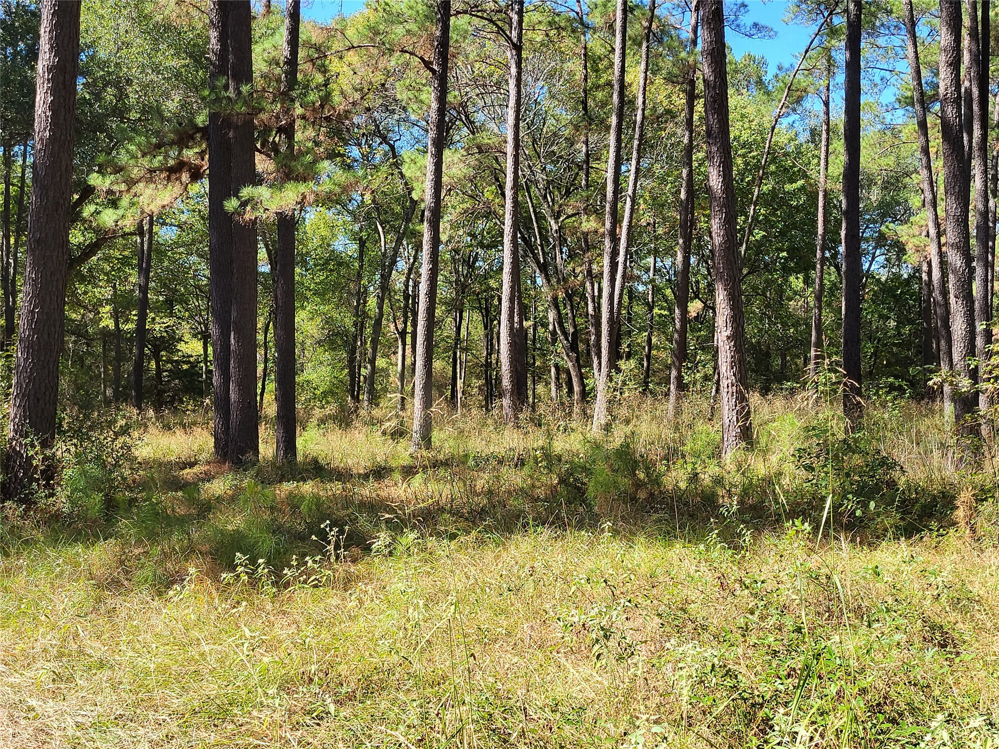 500 South Pine Lake Road Montgomery, TX 77316 - Photo 28 of 38 a view of backyard with green space