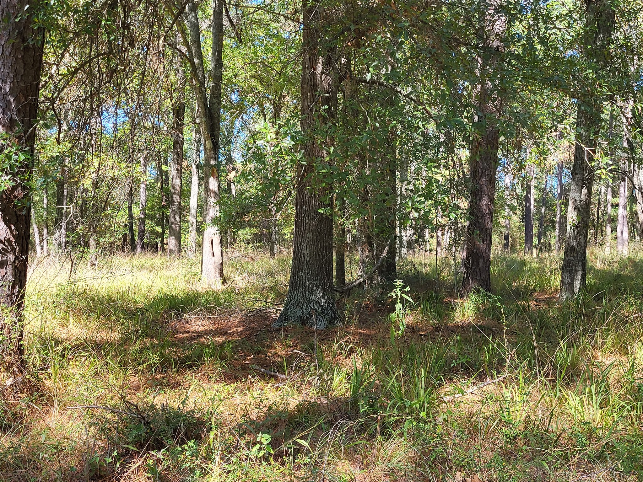 500 South Pine Lake Road Montgomery, TX 77316 - Photo 29 of 38 a view of outdoor space and a yard