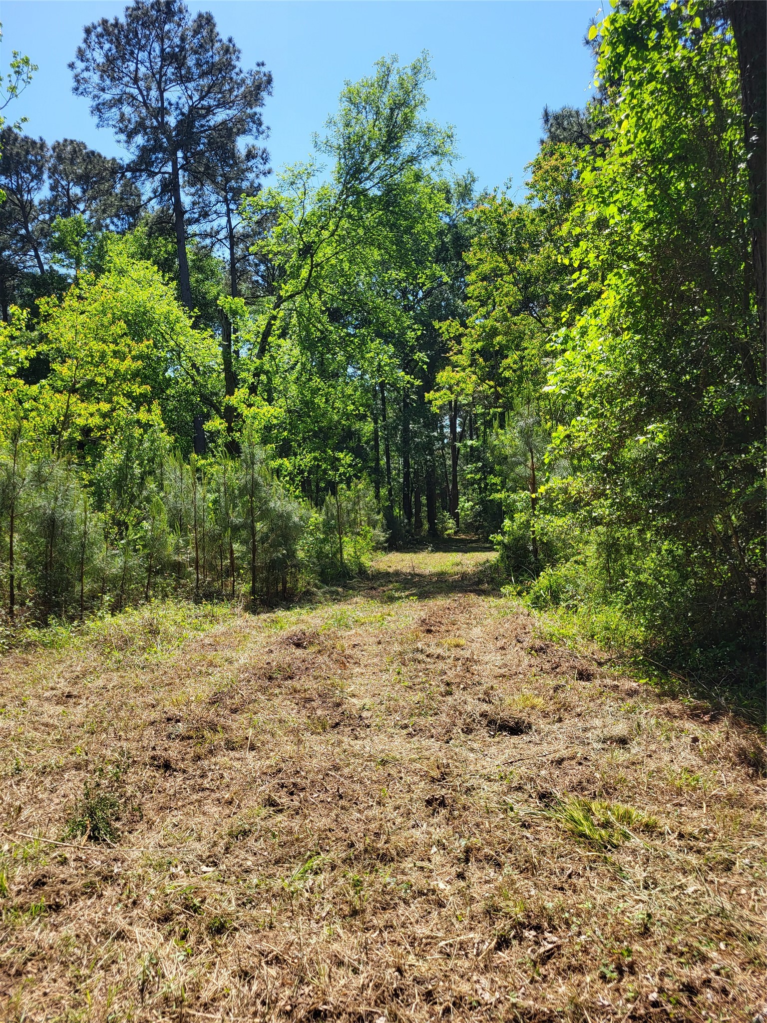 500 South Pine Lake Road Montgomery, TX 77316 - Photo 32 of 38 a view of a yard with plants and trees