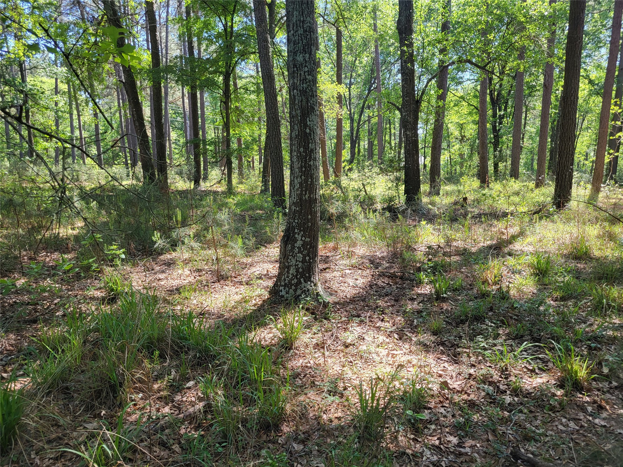 500 South Pine Lake Road Montgomery, TX 77316 - Photo 33 of 38 a view of outdoor space and trees