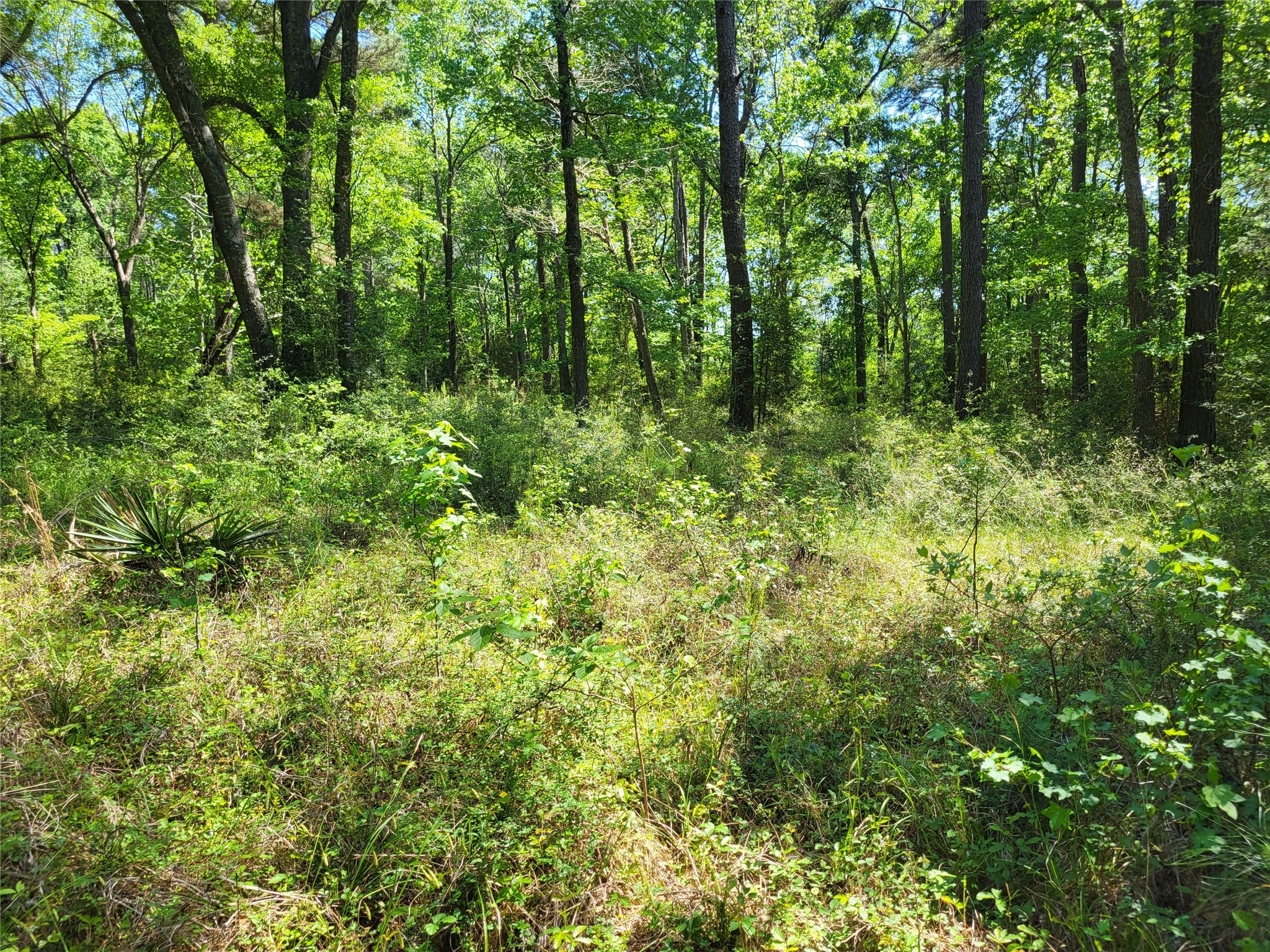 500 South Pine Lake Road Montgomery, TX 77316 - Photo 34 of 38 a view of a lush green forest