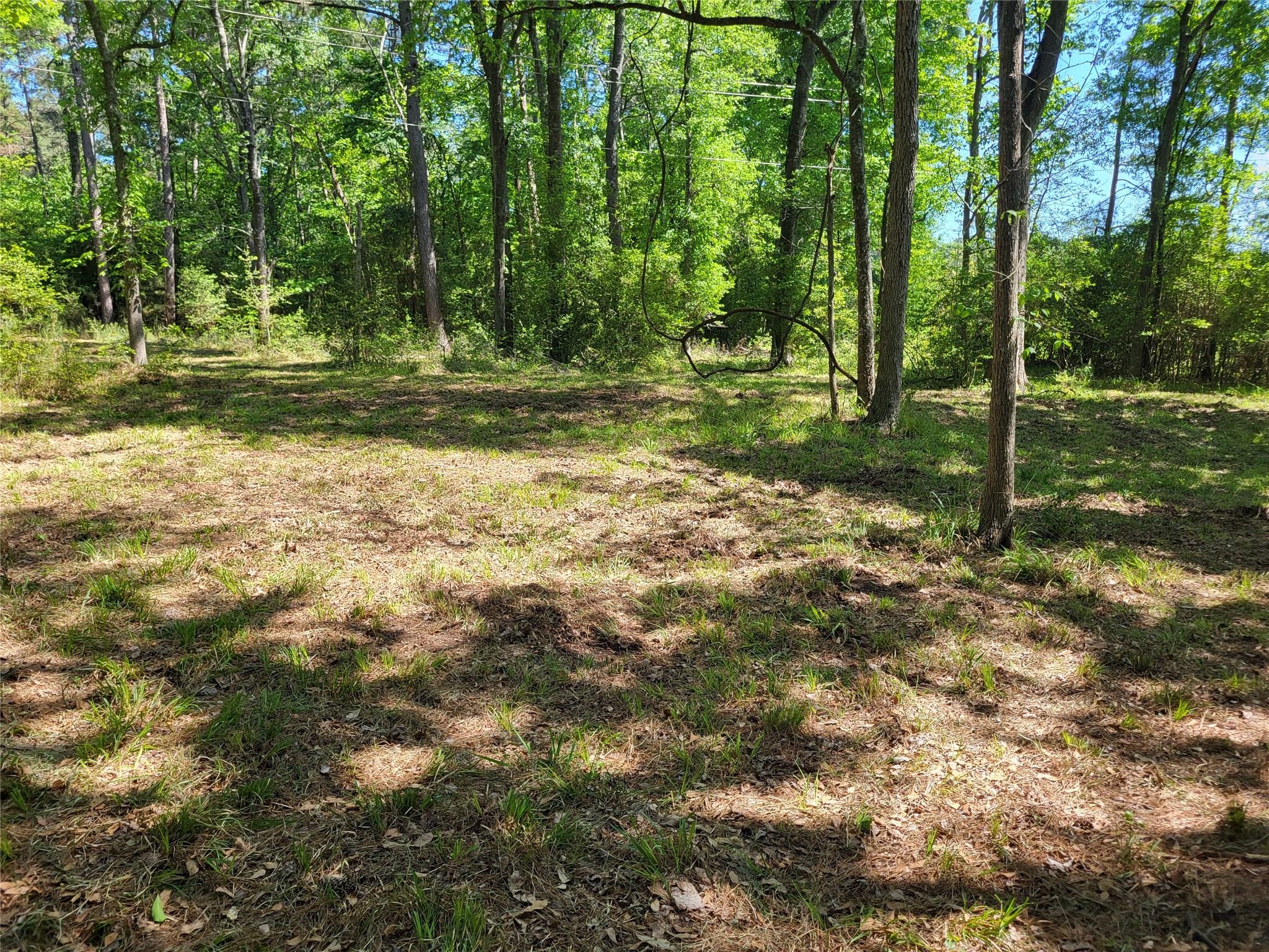 500 South Pine Lake Road Montgomery, TX 77316 - Photo 35 of 38 a view of a park that has large trees